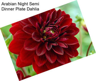 Arabian Night Semi Dinner Plate Dahlia