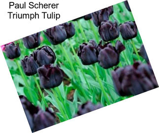 Paul Scherer Triumph Tulip