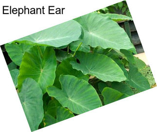 Elephant Ear