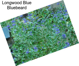 Longwood Blue Bluebeard