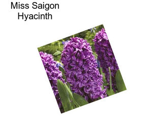 Miss Saigon Hyacinth