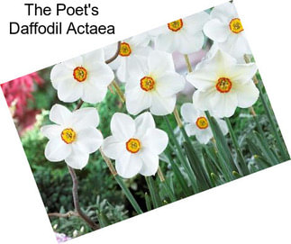 The Poet\'s Daffodil Actaea