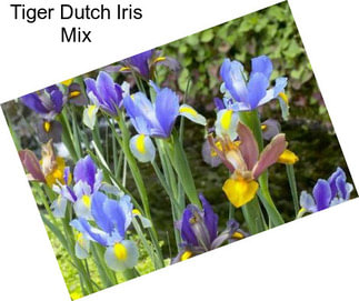 Tiger Dutch Iris Mix