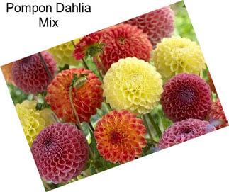 Pompon Dahlia Mix