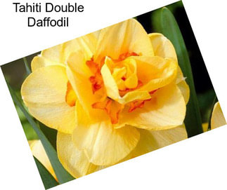 Tahiti Double Daffodil
