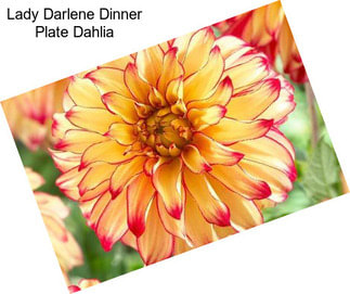 Lady Darlene Dinner Plate Dahlia