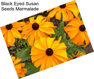 Black Eyed Susan Seeds Marmalade