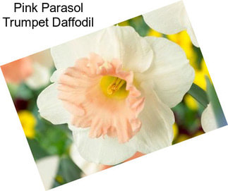 Pink Parasol Trumpet Daffodil