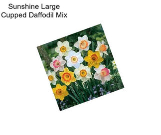 Sunshine Large Cupped Daffodil Mix