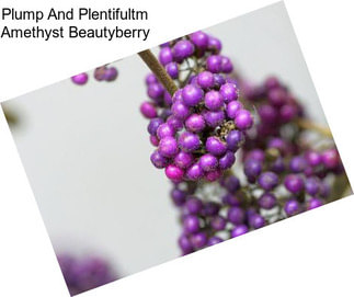 Plump And Plentifultm Amethyst Beautyberry