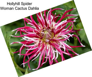 Hollyhill Spider Woman Cactus Dahlia