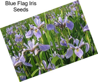 Blue Flag Iris Seeds