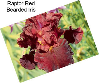 Raptor Red Bearded Iris