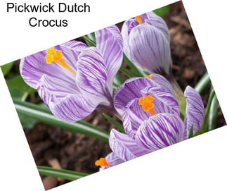 Pickwick Dutch Crocus