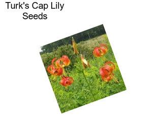 Turk\'s Cap Lily Seeds