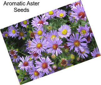 Aromatic Aster Seeds