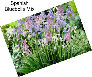 Spanish Bluebells Mix