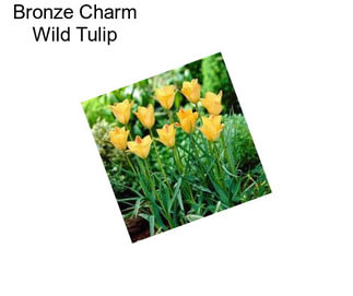 Bronze Charm Wild Tulip