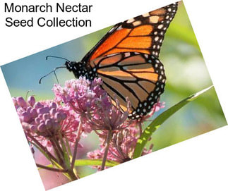 Monarch Nectar Seed Collection