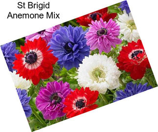 St Brigid Anemone Mix