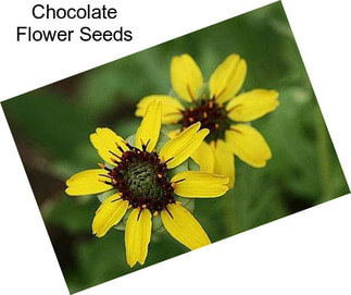 Chocolate Flower Seeds