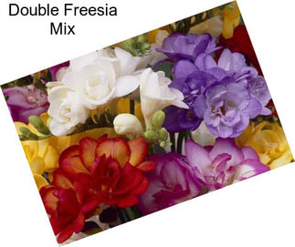 Double Freesia Mix
