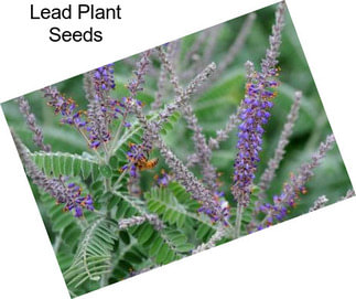 Lead Plant Seeds