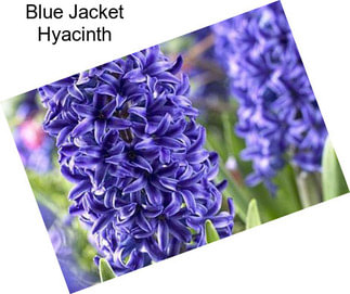 Blue Jacket Hyacinth