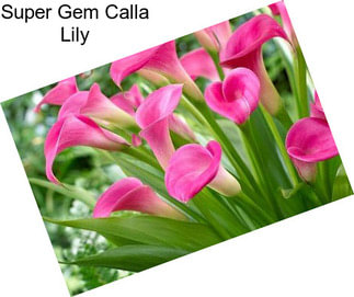 Super Gem Calla Lily