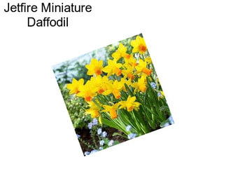 Jetfire Miniature Daffodil