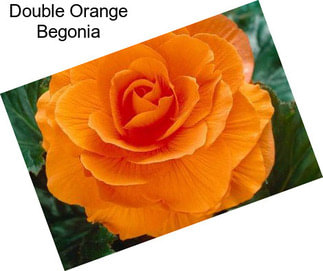 Double Orange Begonia