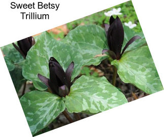 Sweet Betsy Trillium