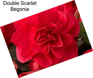 Double Scarlet Begonia