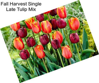 Fall Harvest Single Late Tulip Mix