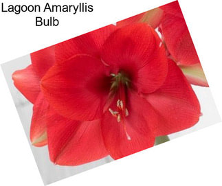 Lagoon Amaryllis Bulb