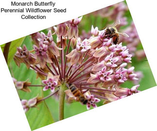 Monarch Butterfly Perennial Wildflower Seed Collection
