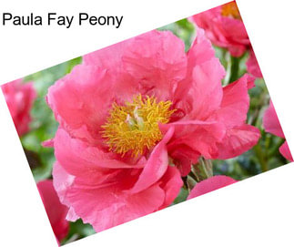 Paula Fay Peony
