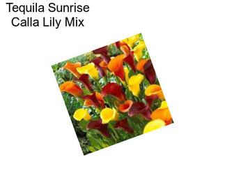 Tequila Sunrise Calla Lily Mix