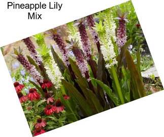 Pineapple Lily Mix