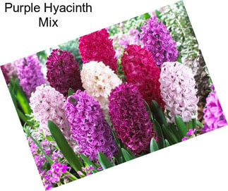 Purple Hyacinth Mix