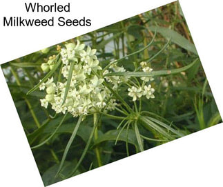 Whorled Milkweed Seeds