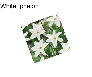 White Ipheion