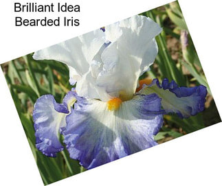 Brilliant Idea Bearded Iris