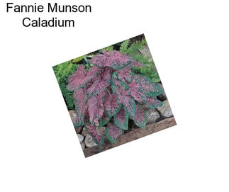 Fannie Munson Caladium