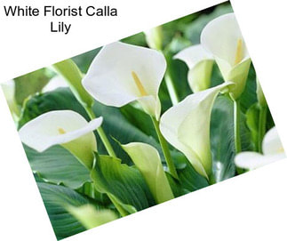 White Florist Calla Lily