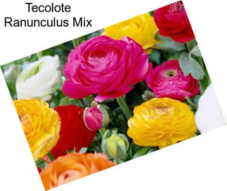 Tecolote Ranunculus Mix