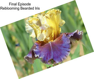 Final Episode Reblooming Bearded Iris