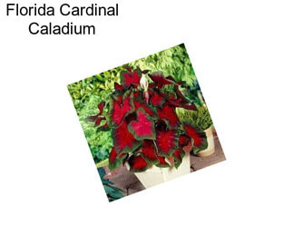 Florida Cardinal Caladium