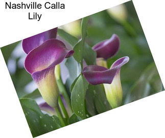 Nashville Calla Lily