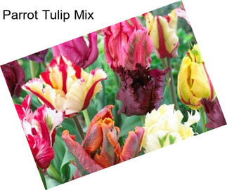 Parrot Tulip Mix